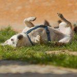 Toulouse Travel Essentials: A Guide to Discovering the Charm and Culture of France's Pink City