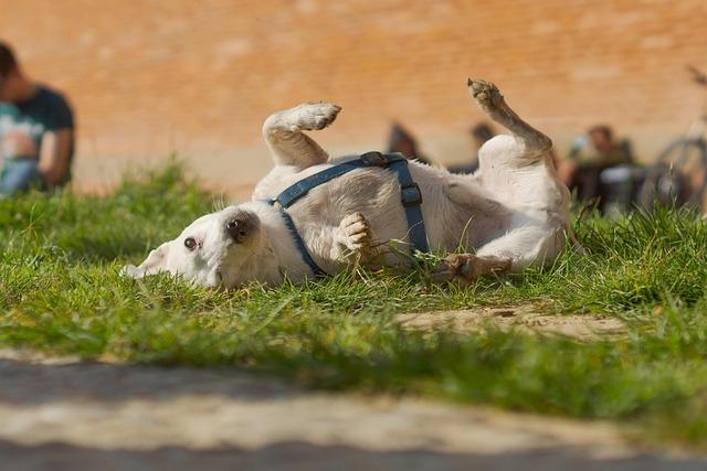 Toulouse Travel Essentials: A Guide to Discovering the Charm and Culture of France's Pink City